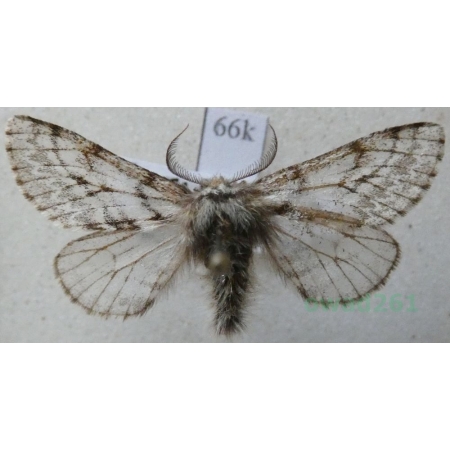 Lycia pomonaria (Hübner, 1790) male Włochacz najabłonniak Finland66k